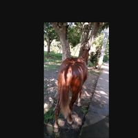 robertoramrez716