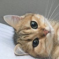 kamuy_the_cat