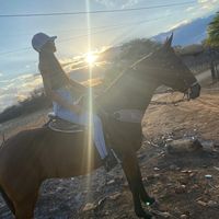 _orginorita