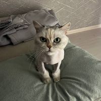 catboldmeme