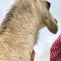 الصوت الأصلي