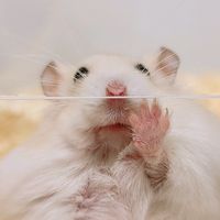 오리지널 사운드 - 조말롱 (Jomalong)