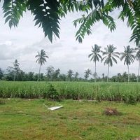 suara asli - salman...ajah