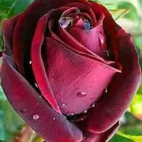 original sound - raza3122