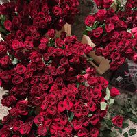 dr_gullii._9