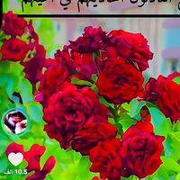 usrass21
