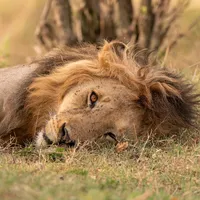 original sound - animals_kingdom33
