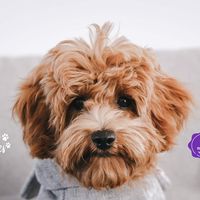 candyscavoodles