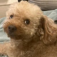 original sound - chubathedog