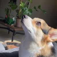 potpotpotkw