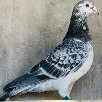 aroussitlati