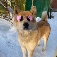 dosandog