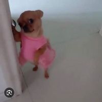 soggyteabag