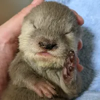 original sound - otterchannel1