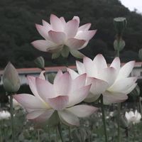 choiksenia