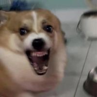 âm thanh gốc - Fy Lợn