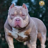 americanbullycolombia