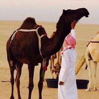 الصوت الأصلي - ᷂الحبابي .