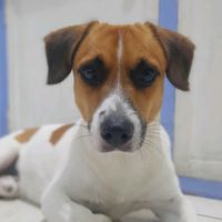 rustythejack