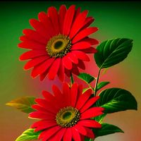 saidul.khan570