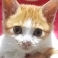 original sound - alangs1905