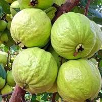 original sound - mapeeramedia