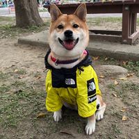 原聲 - 豆柴Nia🐶