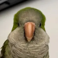 original sound - _soyjelipe