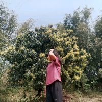 original sound