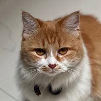 suara asli - RafiPrachaya