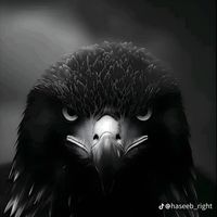 mir_4593