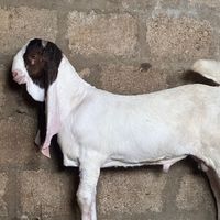 bilalshahgoatfarm