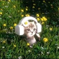 nhạc nền - ziii🖤