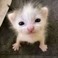gato_ovo0