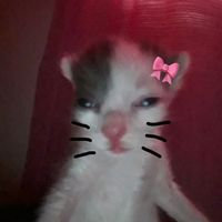 اشتهر بالغلط