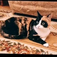 original sound - 1212pinki