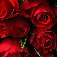 original sound - 🌹BAWANI🌹
