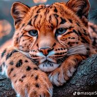 panther_2