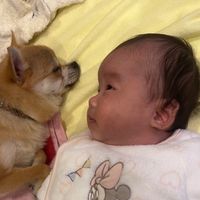 toast_dog0508