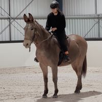 muleriding