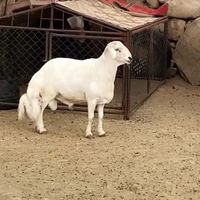 al_qhtani07