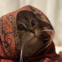 الصوت الأصلي