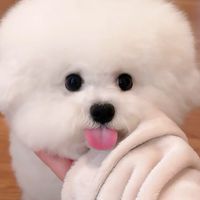 原声 - FluffBallWorld