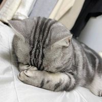 nhạc nền - Cậu Ba Gò Vấp
