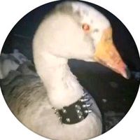 goose_honk01