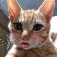 Cục nợ đời nhau