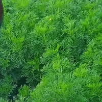 original sound - user3737655021