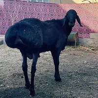 original sound - gissar_kolkent