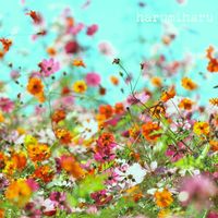オリジナル楽曲 - harumiha