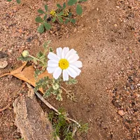 original sound - ss._1_